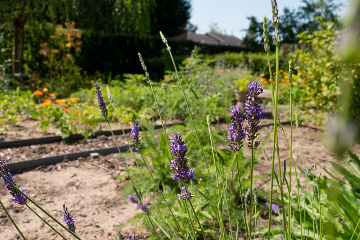 Reconnecting with nature through story: The Serenity Stroll project 